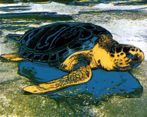 [Andy Warhol Turtle]